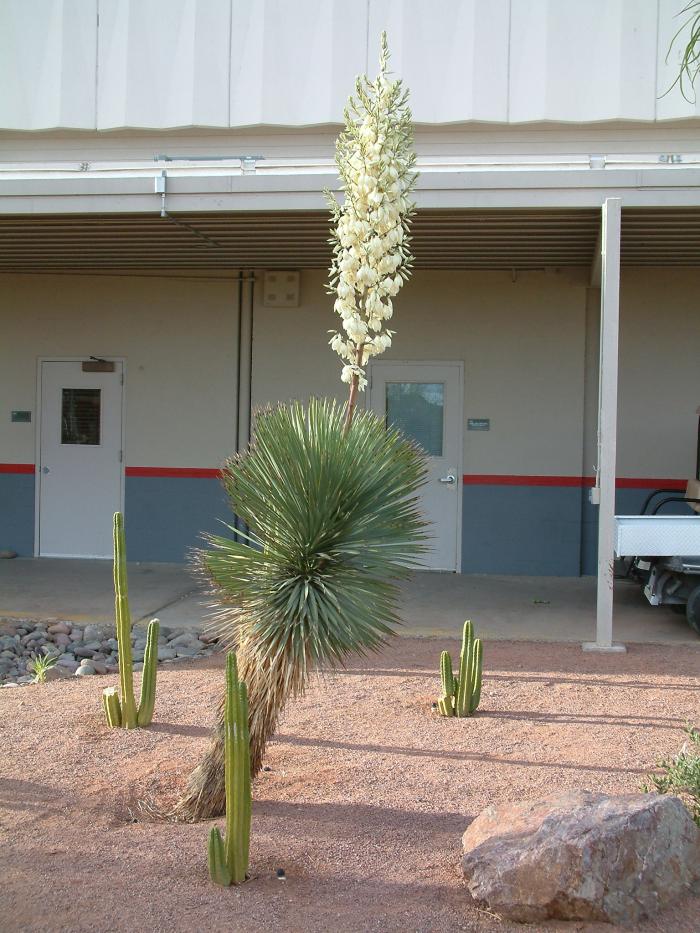 Plant photo of: Yucca aloifolia