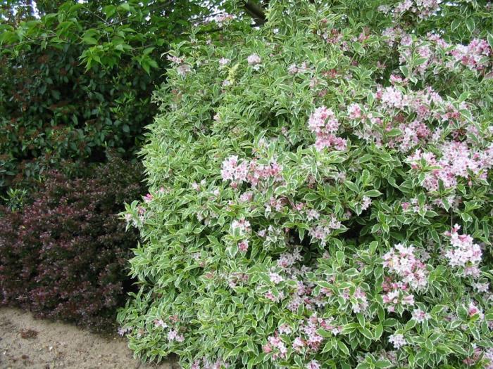 Plant photo of: Weigela florida 'Variegata'