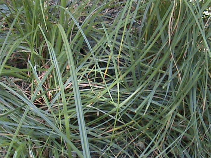 Plant photo of: Carex barbarae