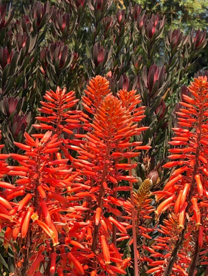 Plant photo of: Aloe 'Cynthia Giddy'