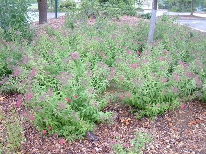 Plant photo of: Spiraea X bumalda 'Anthony Waterer'