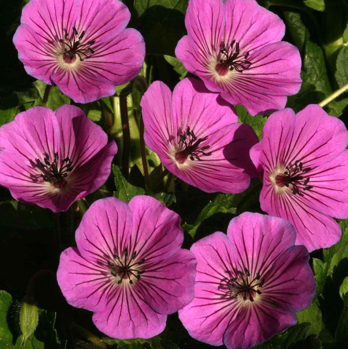 Plant photo of: Geranium 'Pink Penny'