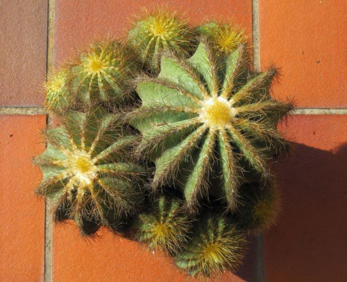 Plant photo of: Parodia magnifica