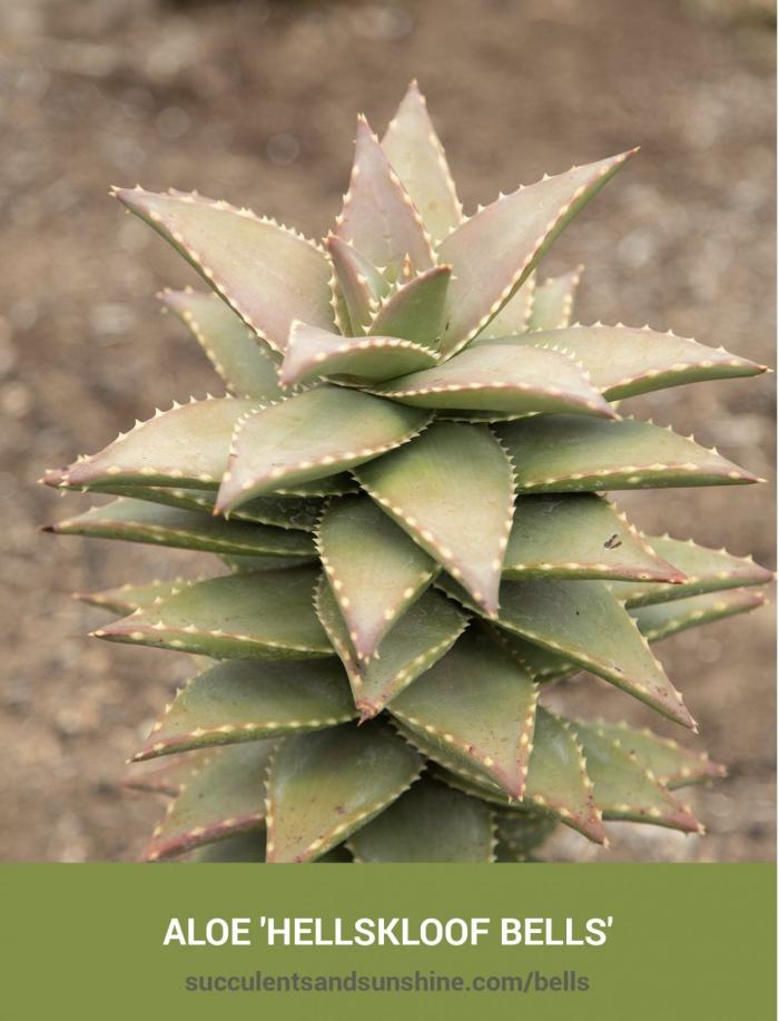 Plant photo of: Aloe 'Hellskloof Bells'