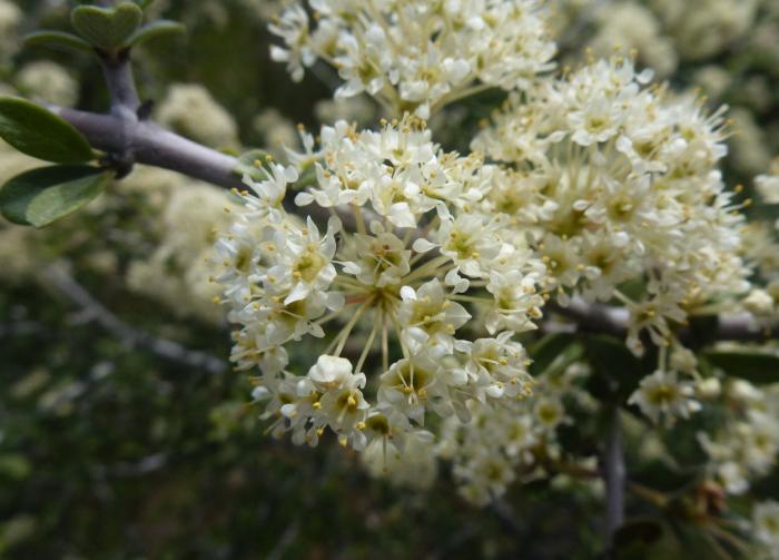 Plant photo of: Ceanothus cuneatus