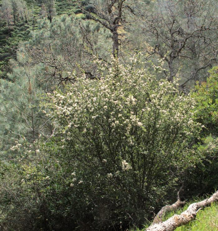 Plant photo of: Ceanothus cuneatus