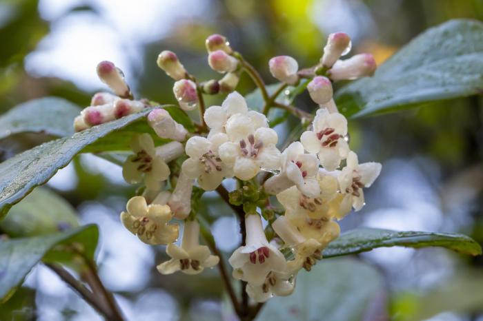 Plant photo of: Viburnum suspensum