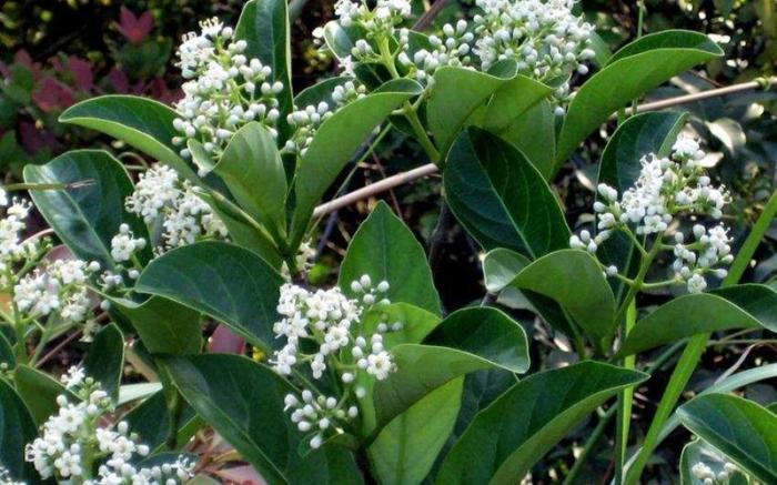 Plant photo of: Viburnum suspensum