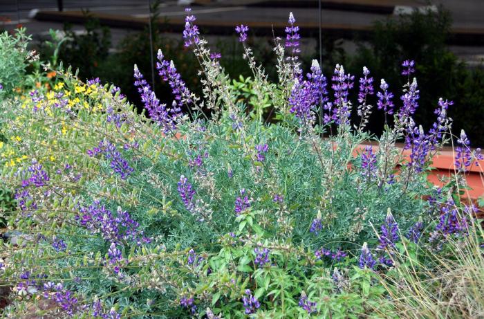 Plant photo of: Lupinus albifrons