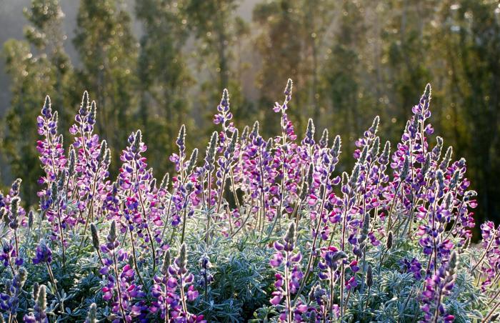 Plant photo of: Lupinus albifrons