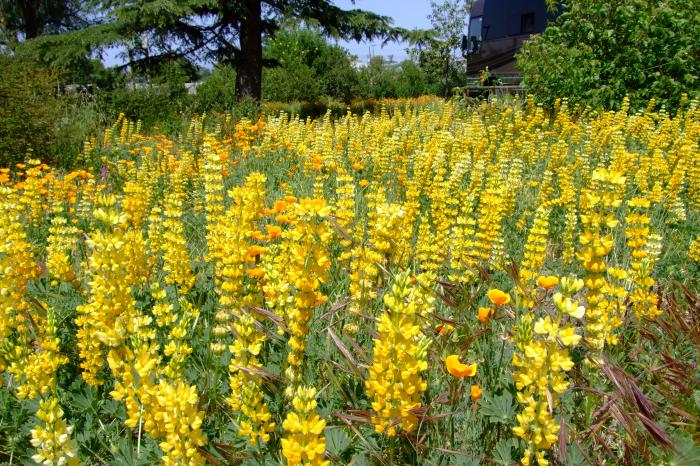 Plant photo of: Lupinus microcarpus densiflorus aureus