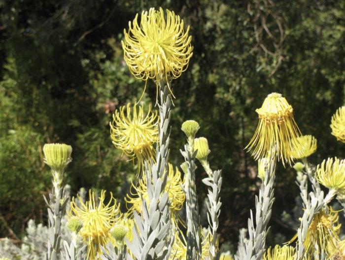 Plant photo of: Leucospermum reflexum var. luteum