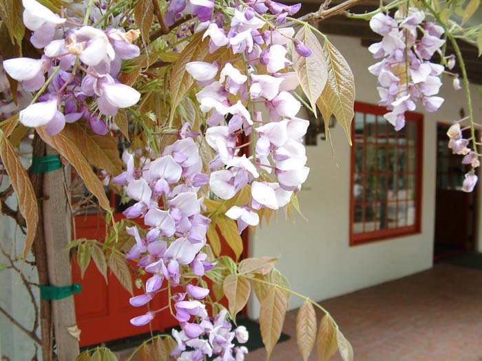 Plant photo of: Wisteria sinensis