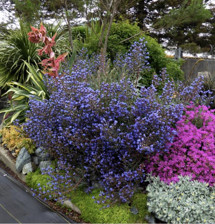 Plant photo of: Echium gentianoides 'Tajinaste'