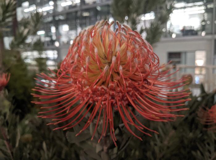 Plant photo of: Leucospermum 'Blanche Ito'