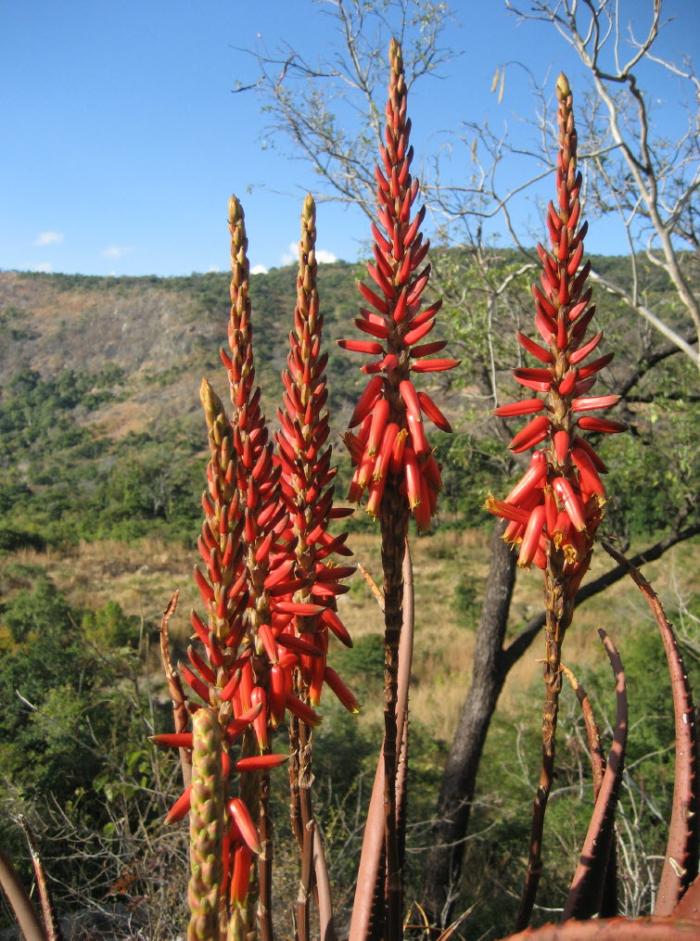 Plant photo of: Aloe cryptopoda