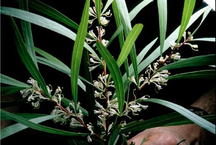 Plant photo of: Hakea eriantha