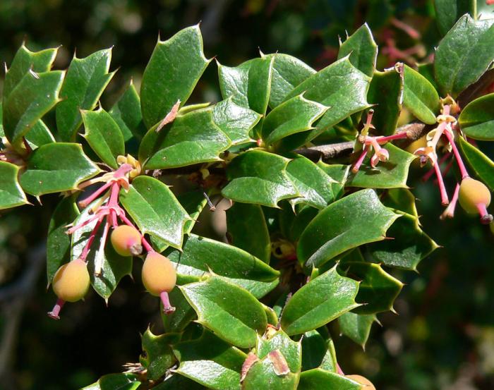 Plant photo of: Berberis darwinii