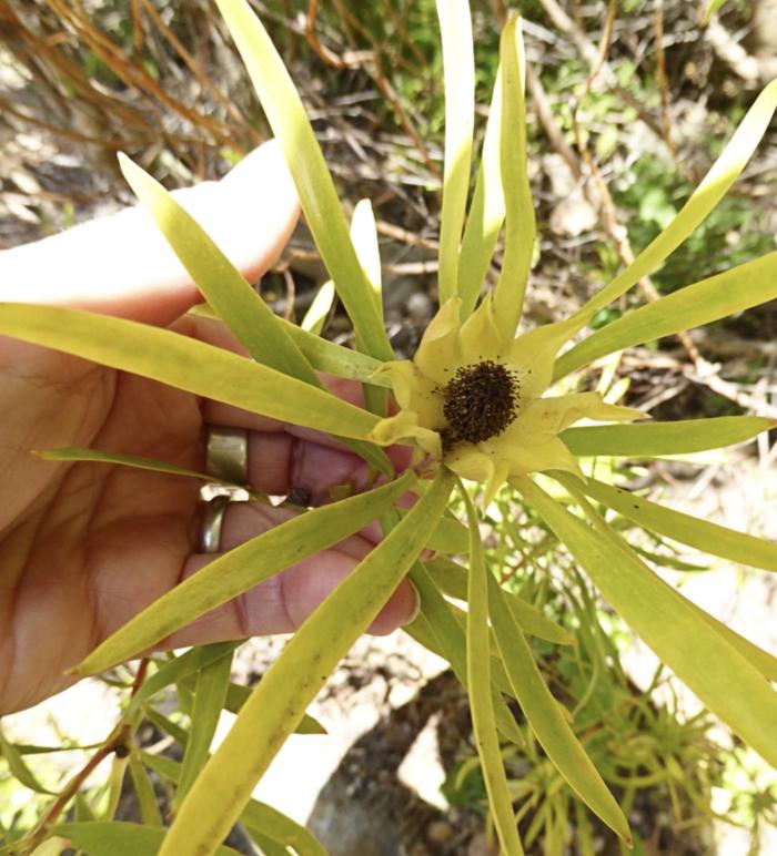 Plant photo of: Leucadendron eucalyptifolium