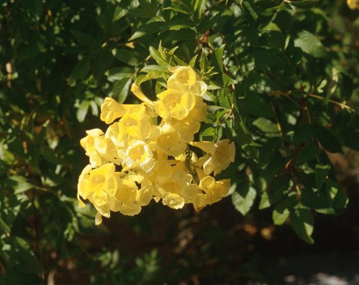 Plant photo of: Tecoma stans