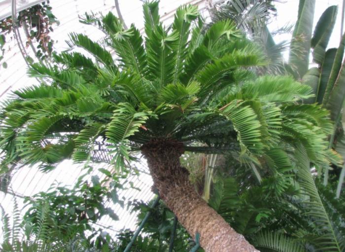 Plant photo of: Encephalartos altensteinii