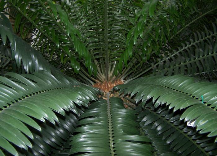 Plant photo of: Encephalartos altensteinii