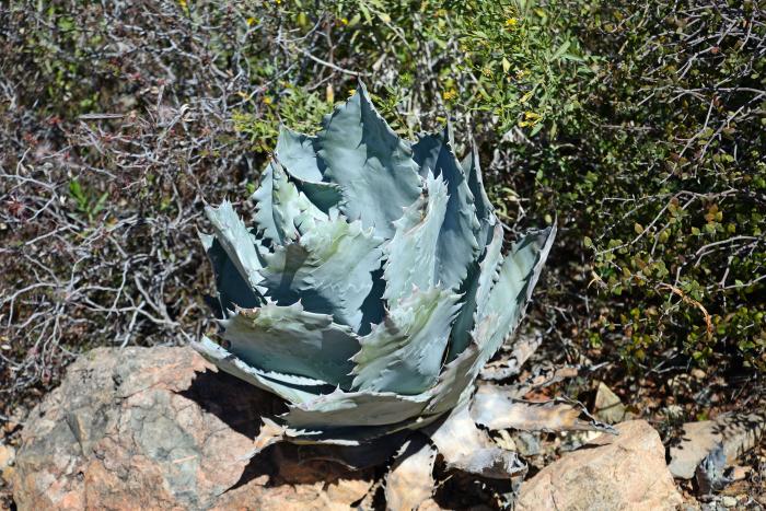 Plant photo of: Agave colorata