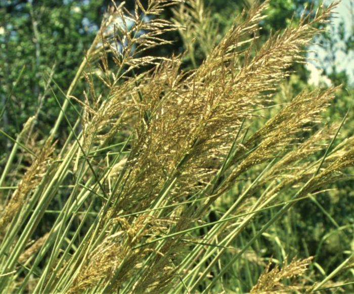 Plant photo of: Miscanthus capensis