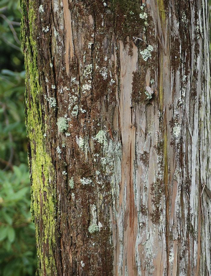 Plant photo of: Podocarpus totara 'Aurea'