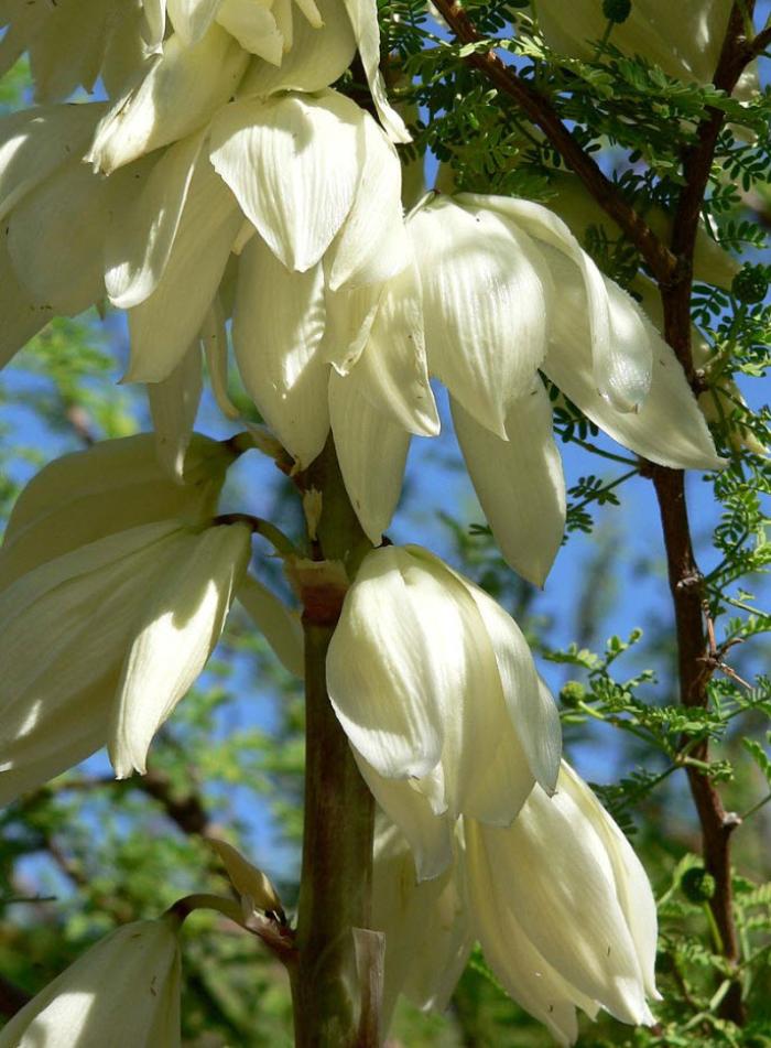 Plant photo of: Yucca thompsoniana