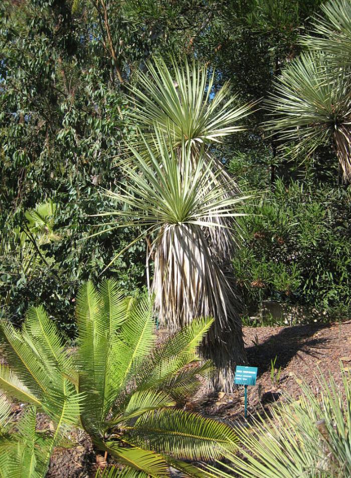 Plant photo of: Yucca thompsoniana