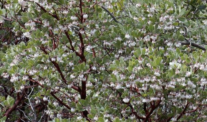 Plant photo of: Arctostaphylos glauca