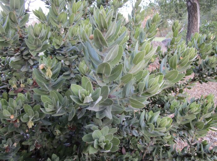 Plant photo of: Arctostaphylos regismontana