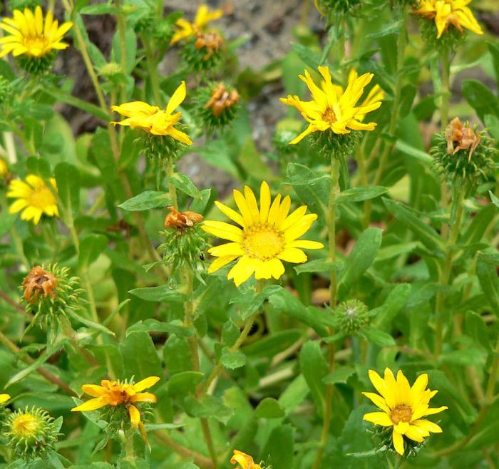 Plant photo of: Grindelia stricta