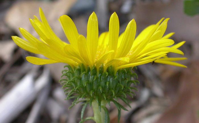 Plant photo of: Grindelia stricta