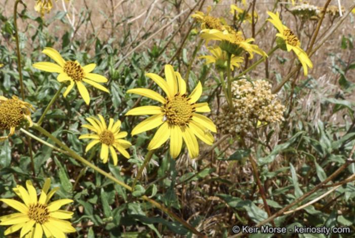 Plant photo of: Helianthus gracilentus