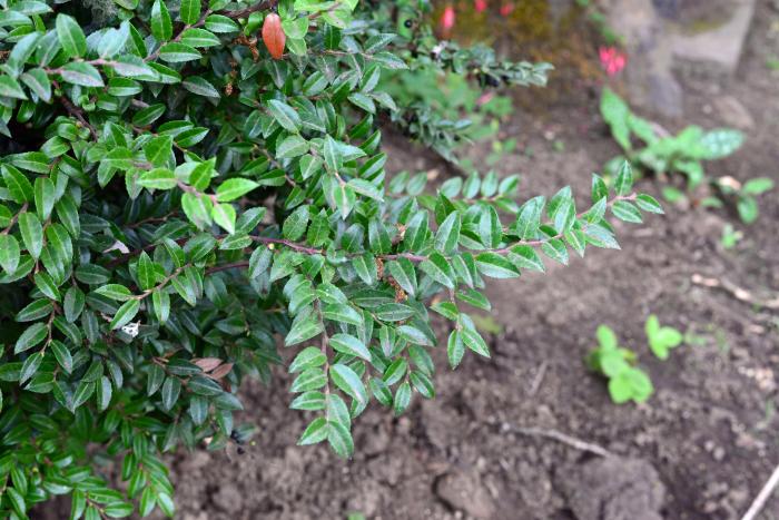 Plant photo of: Vaccinium ovatum