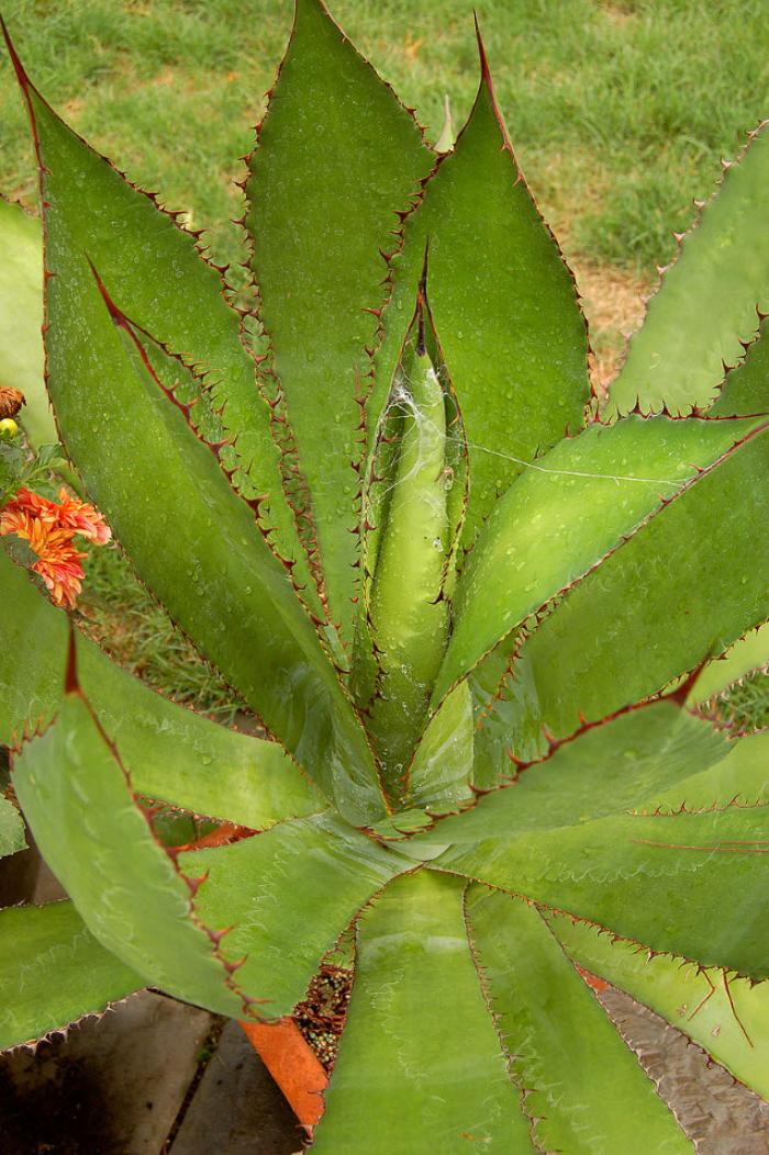 Plant photo of: Agave bovicornuta