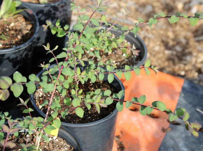 Plant photo of: Symphoricarpos mollis