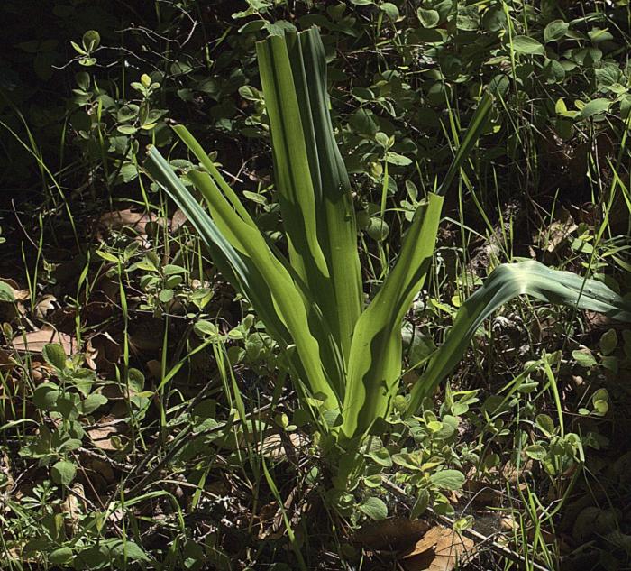 Plant photo of: Chlorogalum pomeridianum