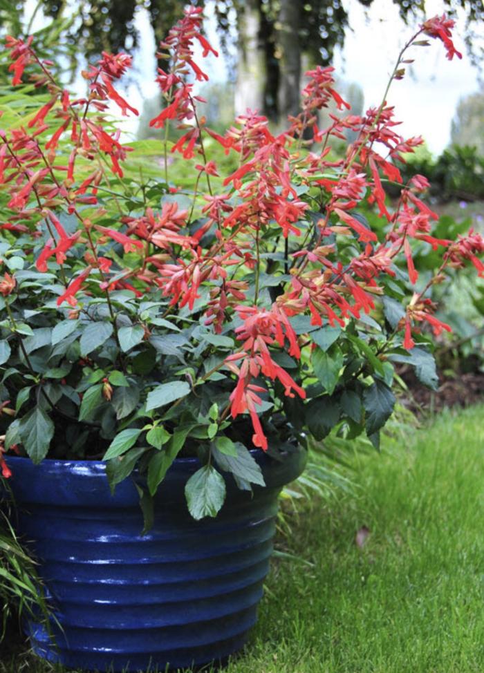 Plant photo of: Salvia 'Ember Wishes'