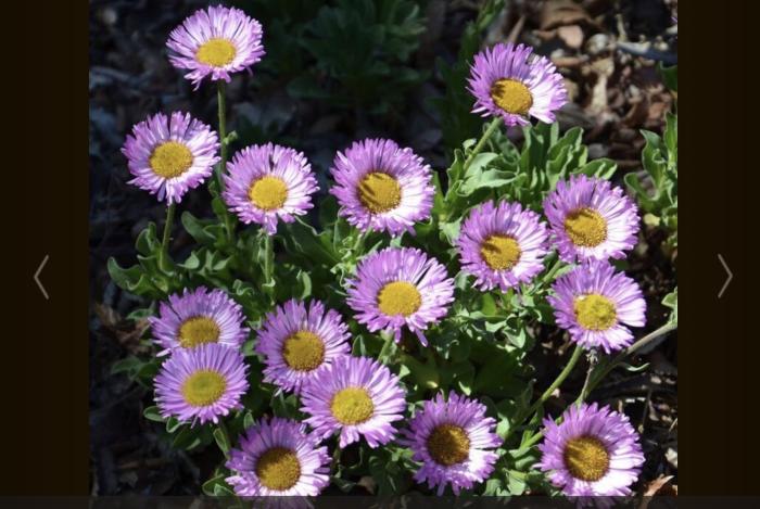 Plant photo of: Erigeron glaucus 'Sea Breeze'