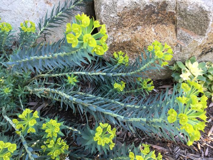 Plant photo of: Euphorbia rigida