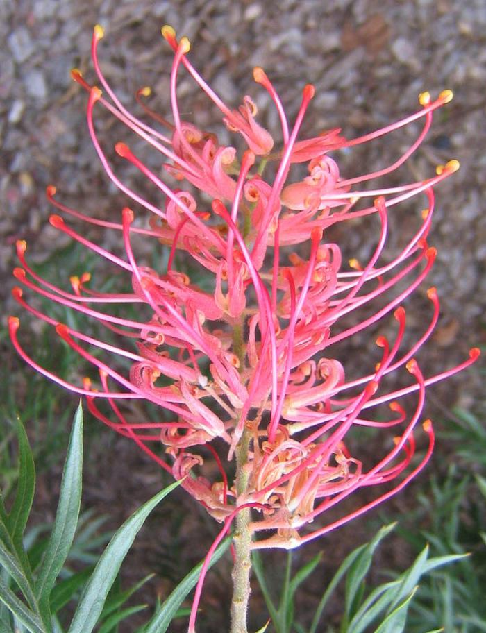 Plant photo of: Grevillea 'Superb'