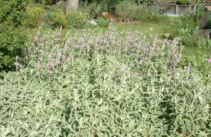 Plant photo of: Phlomis purpurea