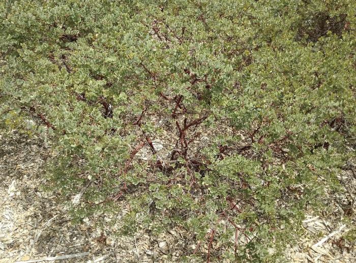 Plant photo of: Arctostaphylos edmundsii 'Big Sur'