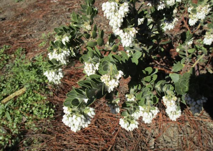 Plant photo of: Arctostaphylos viridissima 'White Cloud'