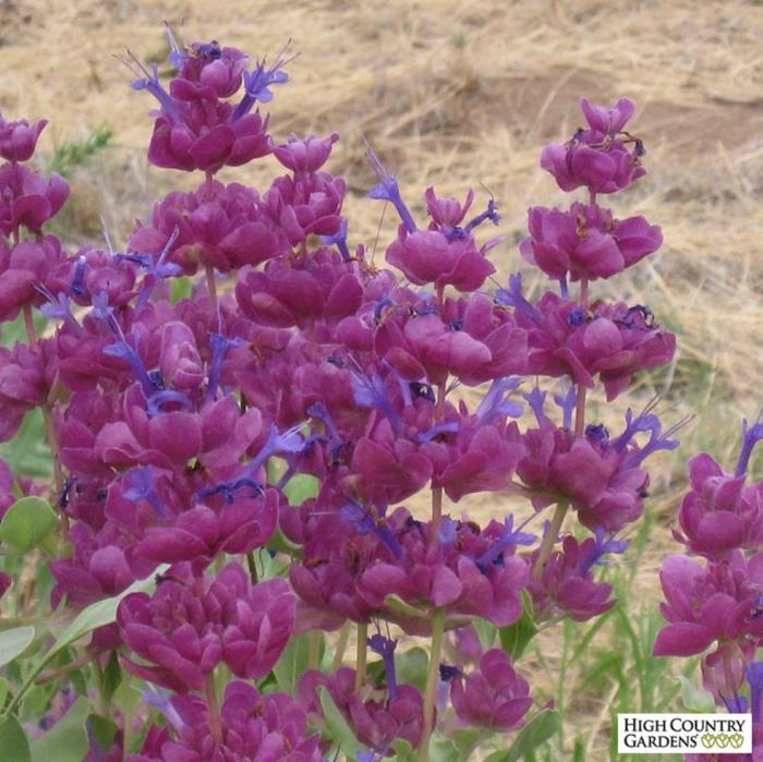 Plant photo of: Salvia pachyphlla