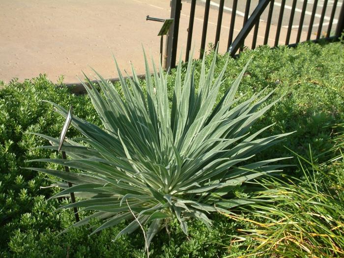 Plant photo of: Echium wildpretii