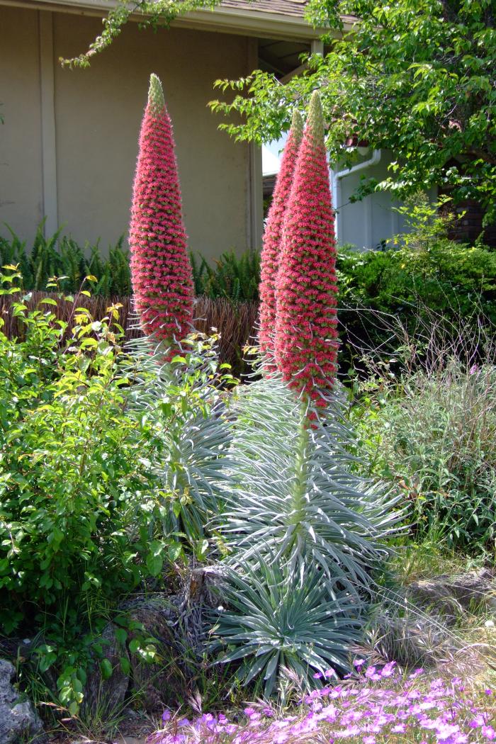 Plant photo of: Echium wildpretii